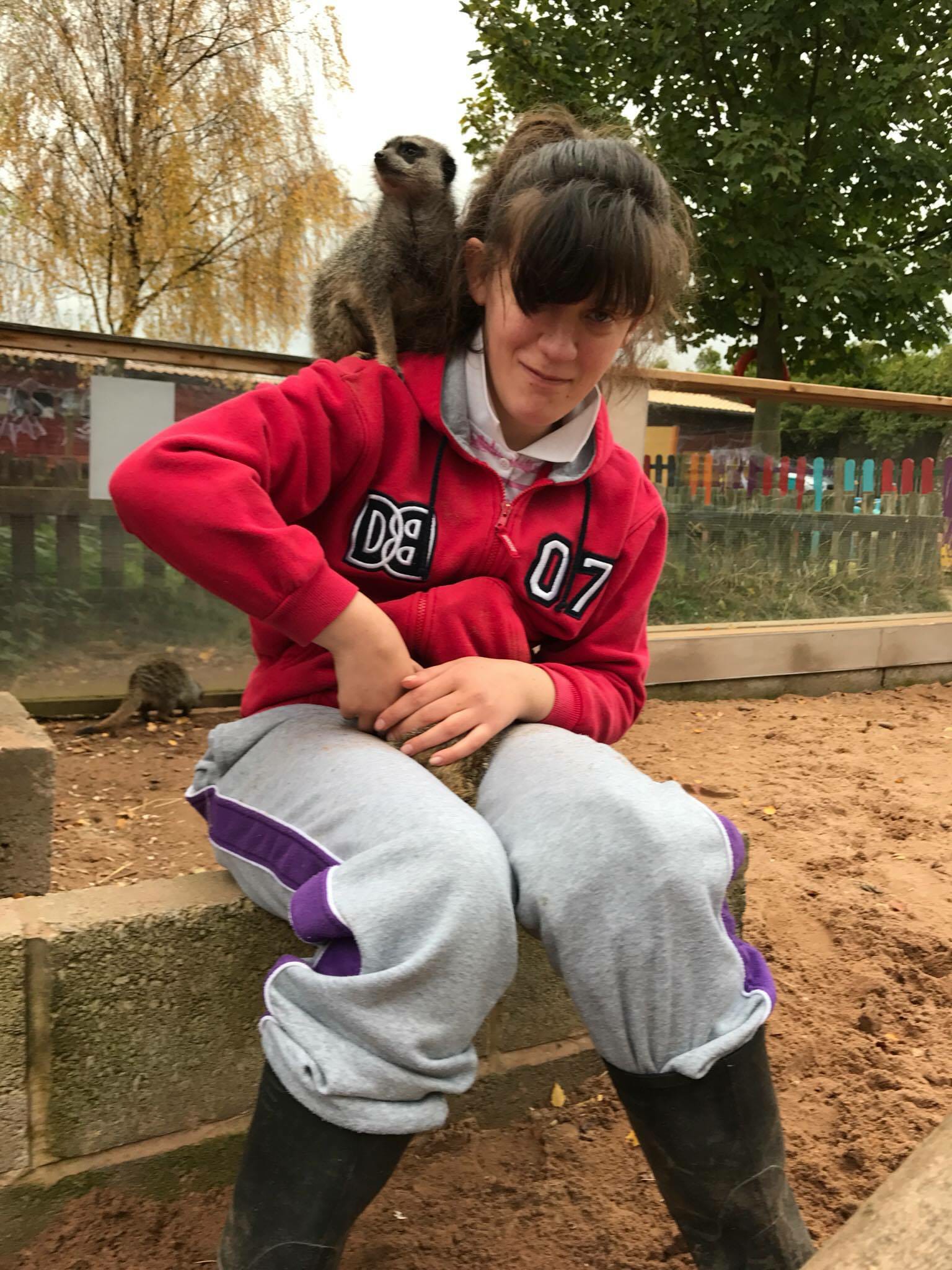 Service users interacting with our resident meerkats
