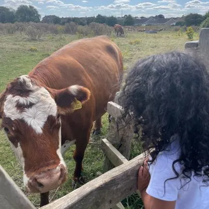 Visiting the cows on Cogley Lane photo 2