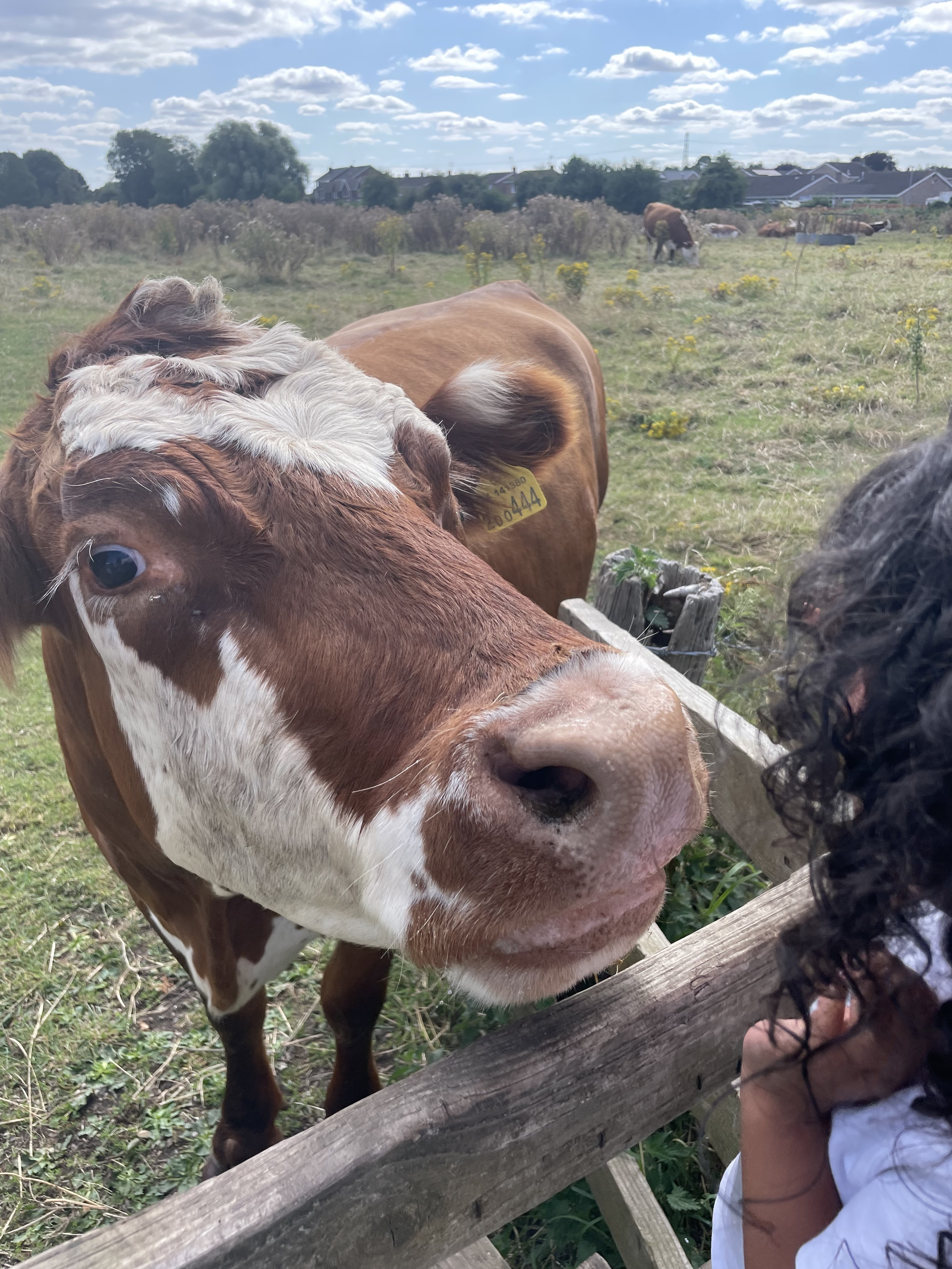 Visiting the cows on Cogley Lane photo 3