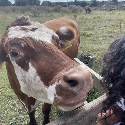 Visiting the cows on Cogley Lane photo 3