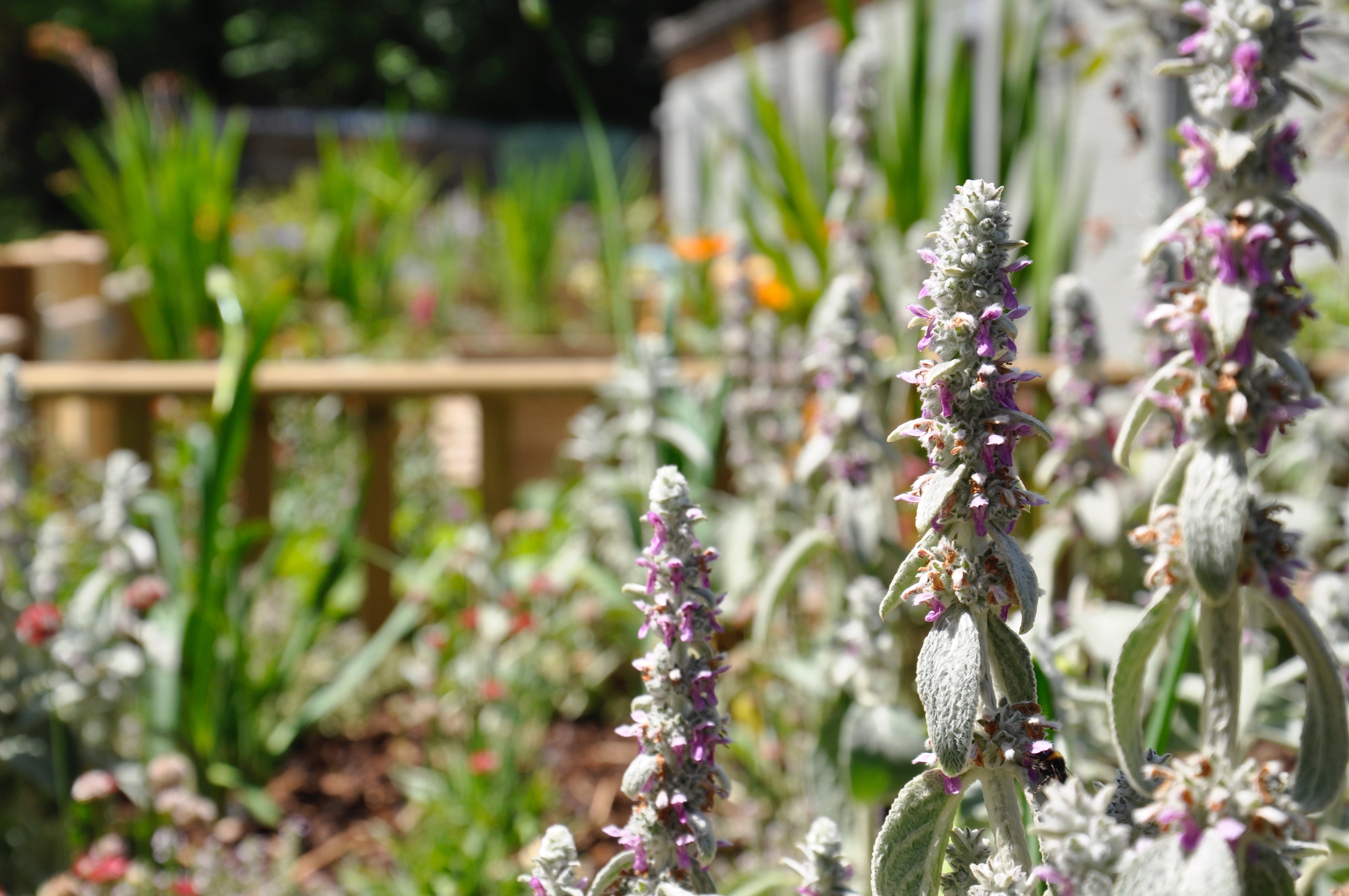 Rusticus gardens