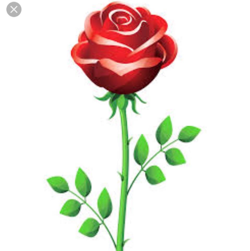 Red Rose