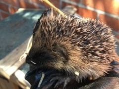 Garden resident hedgehog